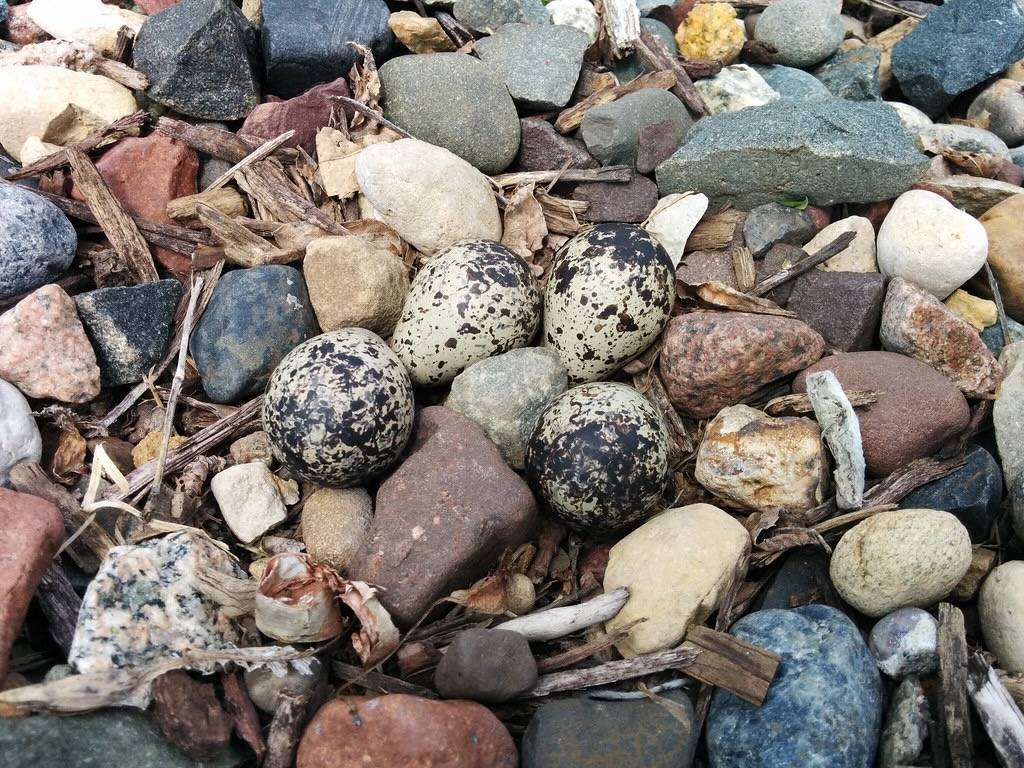 Killdeer Nest by U.S. Fish and Wildlife Service - Midwest Region is marked with Public Domain Mark 1.0.